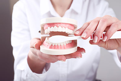 The image shows a person holding a model of a human mouth with teeth, positioned in front of an open mouth display.